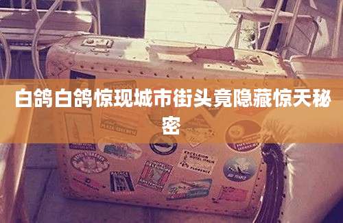 白鸽白鸽惊现城市街头竟隐藏惊天秘密