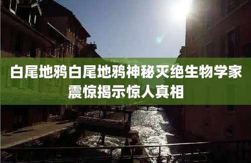 白尾地鸦白尾地鸦神秘灭绝生物学家震惊揭示惊人真相