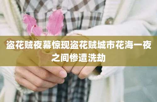 盗花贼夜幕惊现盗花贼城市花海一夜之间惨遭洗劫