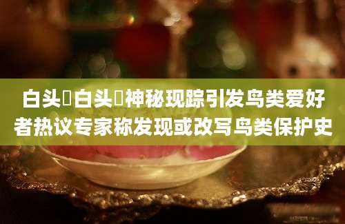 白头鹀白头鹀神秘现踪引发鸟类爱好者热议专家称发现或改写鸟类保护史