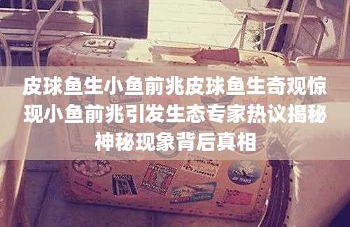 皮球鱼生小鱼前兆皮球鱼生奇观惊现小鱼前兆引发生态专家热议揭秘神秘现象背后真相