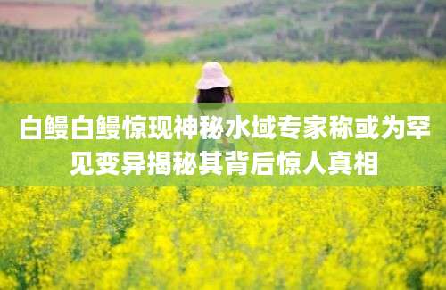 白鳗白鳗惊现神秘水域专家称或为罕见变异揭秘其背后惊人真相