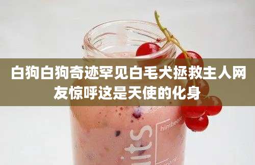 白狗白狗奇迹罕见白毛犬拯救主人网友惊呼这是天使的化身