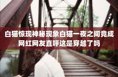 白猫惊现神秘现象白猫一夜之间竟成网红网友直呼这是穿越了吗