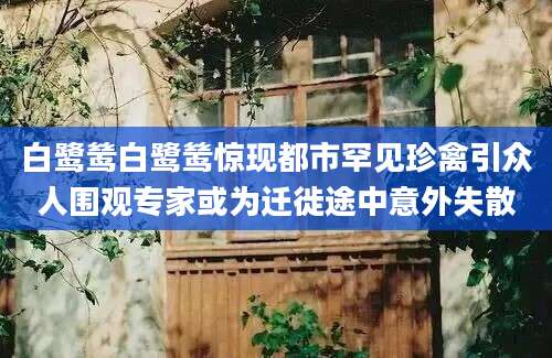 白鹭鸶白鹭鸶惊现都市罕见珍禽引众人围观专家或为迁徙途中意外失散