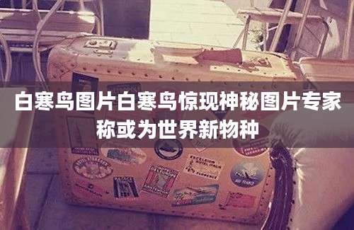 白寒鸟图片白寒鸟惊现神秘图片专家称或为世界新物种