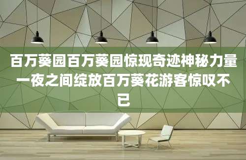 百万葵园百万葵园惊现奇迹神秘力量一夜之间绽放百万葵花游客惊叹不已