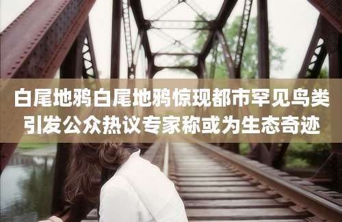 白尾地鸦白尾地鸦惊现都市罕见鸟类引发公众热议专家称或为生态奇迹