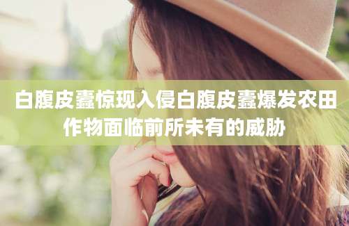 白腹皮蠹惊现入侵白腹皮蠹爆发农田作物面临前所未有的威胁