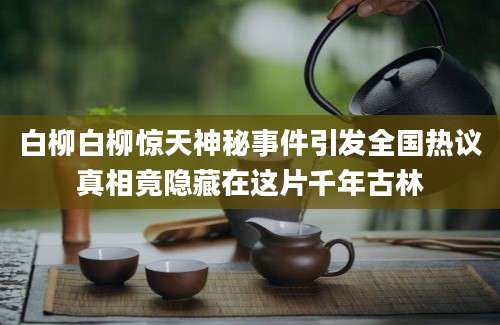 白柳白柳惊天神秘事件引发全国热议真相竟隐藏在这片千年古林