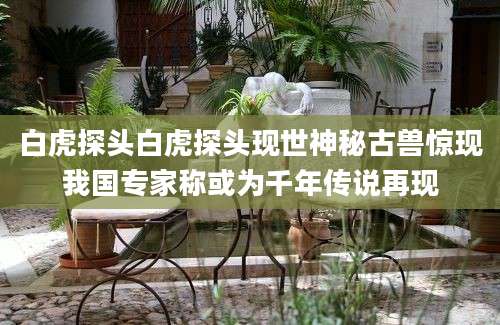 白虎探头白虎探头现世神秘古兽惊现我国专家称或为千年传说再现
